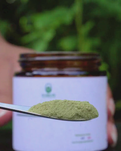 Moringa Rosiinove